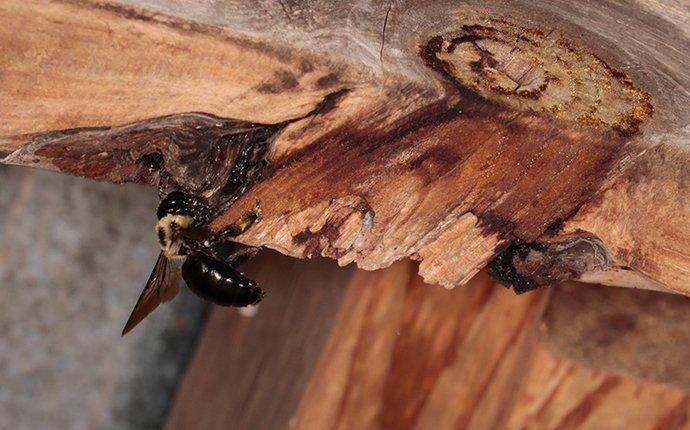 carpenter bee on wood