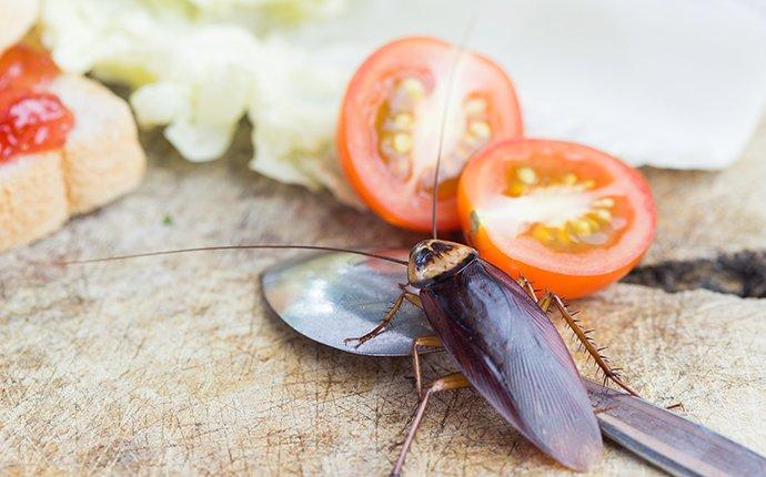 cockroach on a tomato