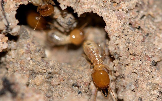 termite crawling in a tunnel