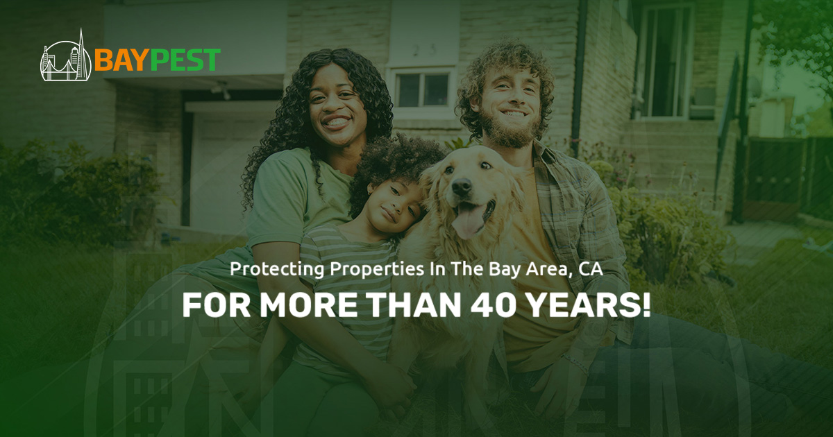 Bay Pest Solution Inc