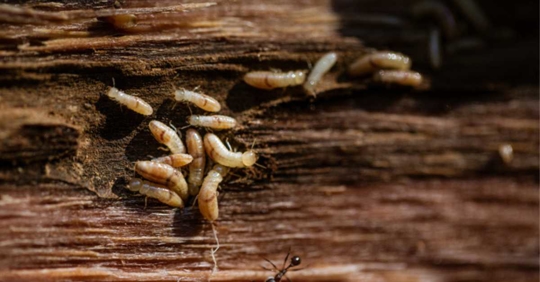 group of termites infesting a wood