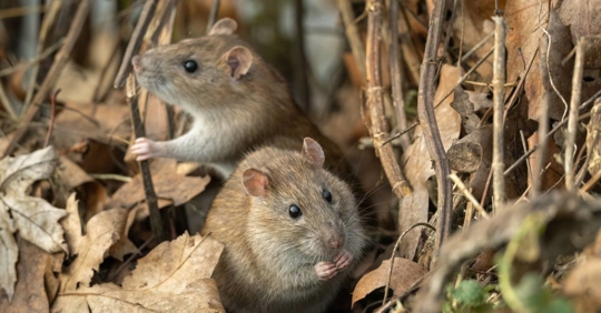 Two curious brown rats