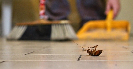 Cleaning up a cockroach on the floor