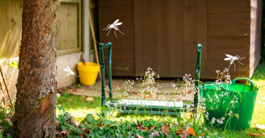 Yard with potential mosquito breeding sites