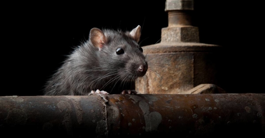 Rat in the dark, hiding in old plumbing