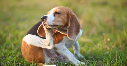 A cute beagle dog scratching her body in the park