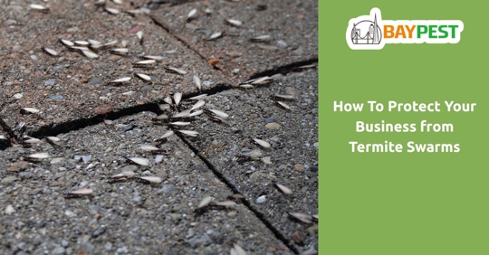Dead termite swarmers on the ground. Photo text: How To Protect Your Business from Termite Swarms