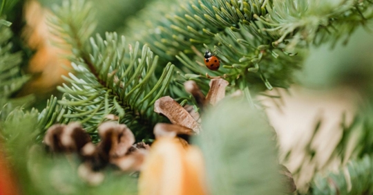 lady bug in Christmas tree