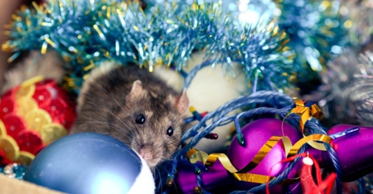 rodent under Christmas tree