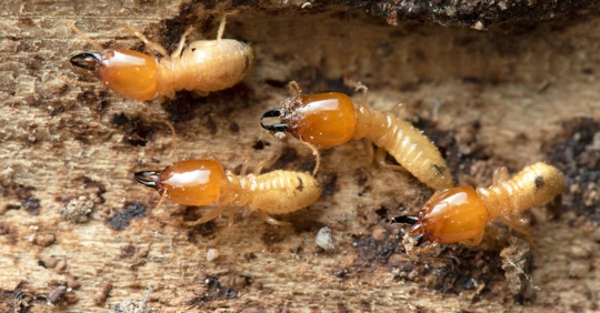 termites