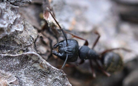 Carpenter Ant crawling on a rock.
