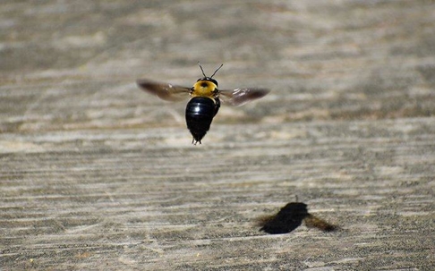 carpenter bees flying over a table