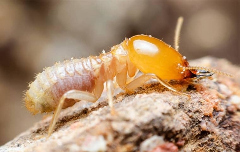 Subterranean Termite crawling on wood.