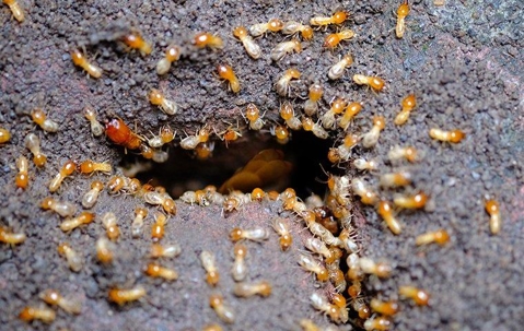 Termite emerging from a hole in the ground.