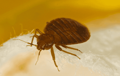 bed bug on fabric