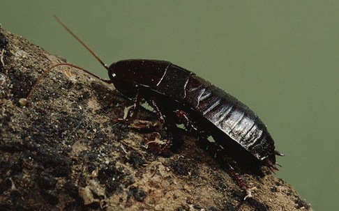 Oriental Cockroach crawling on a log.