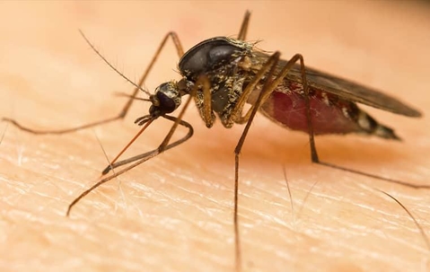 Mosquito biting someone's skin and drinking blood.