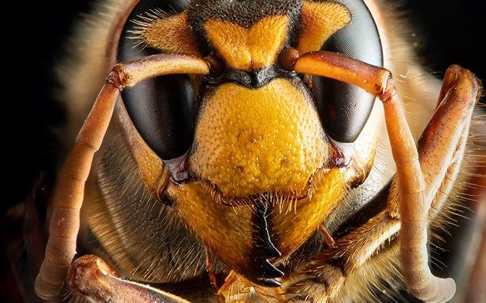 close up of hornet face