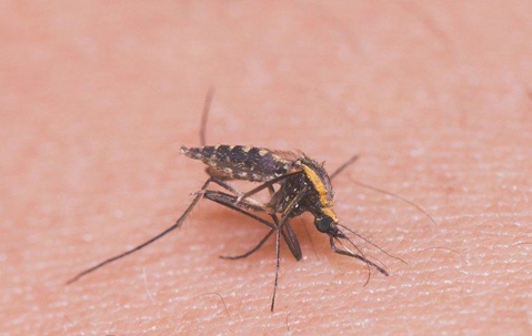 Mosquito biting someone's skin.