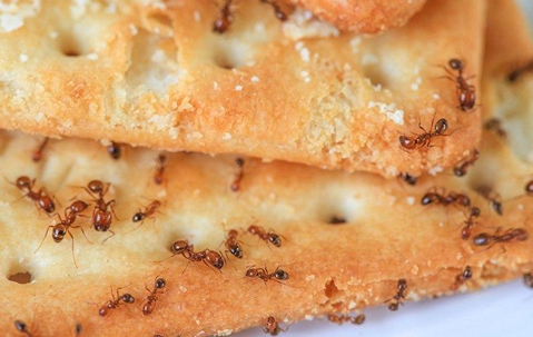 Ants eating crackers.