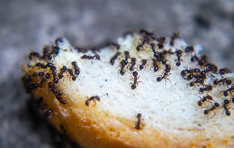 Ants swarming bread.
