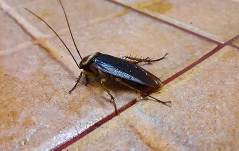 cockroach on the ground
