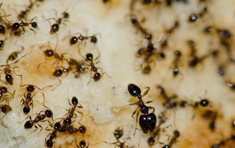 Argentine Ants crawling on a food.