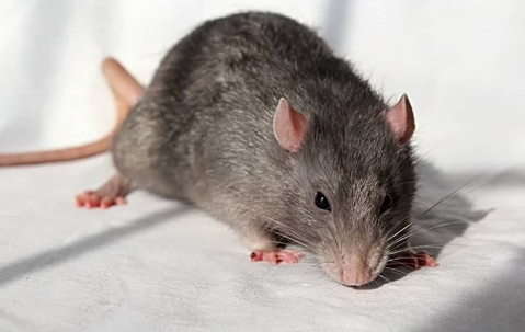 Rats spell disaster for Bay Area homes.