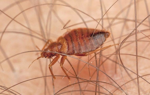 Bed bug crawling on someone's skin.