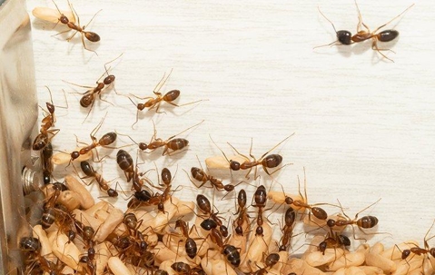 ants carrying larvae