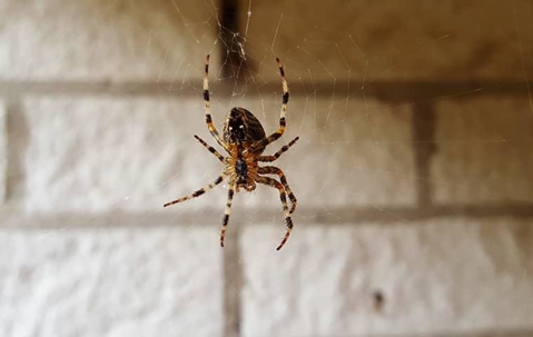 Spider in its web in a basement.