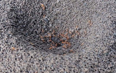 Fire Ant mound.