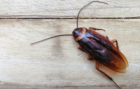 cockroach on a table
