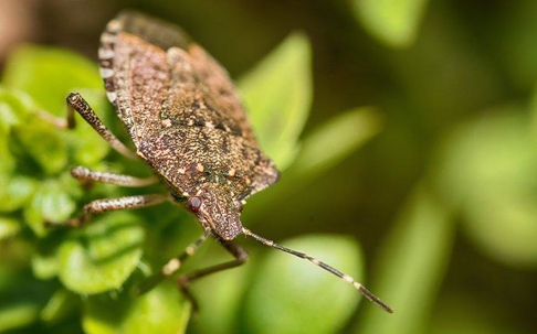 stink bug on leaves