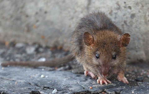 Scrappy brown rat outdoors.