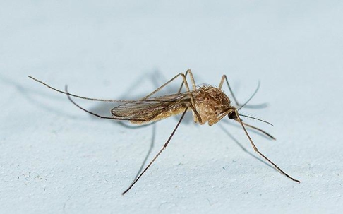Mosquito on a table.