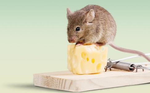 mouse and piece of cheese on mousetrap
