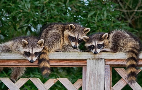 Three raccoons on a wooden fence.