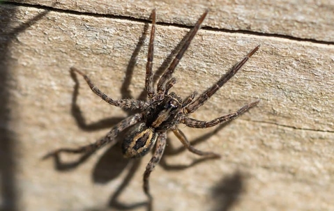 Wolf Spider crawling on a wall.