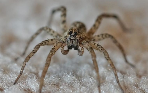 Wolf Spider crawling on fabric.
