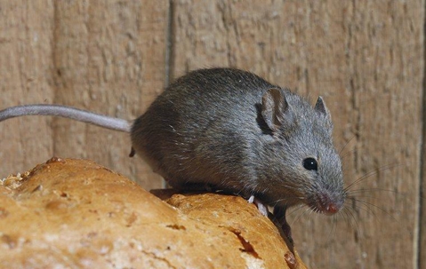 Rodent on a loaf of bread.