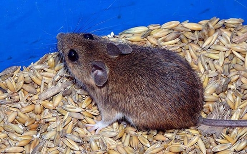 House mouse eating grain.