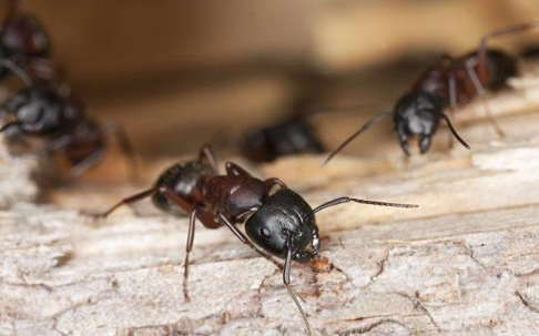 Carpenter Ants crawling on wood.