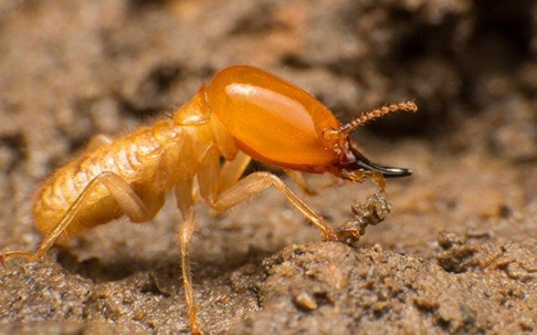 Termite crawling on the ground.