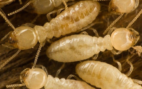 Subterranean Termite colony.