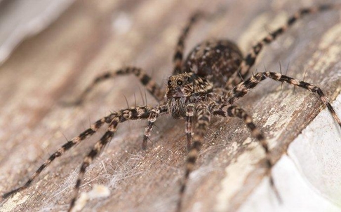 Wolf Spider crawling on wood.