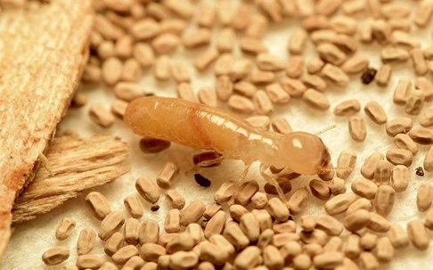 Termite crawling on frass.