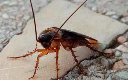 cockroach in yard