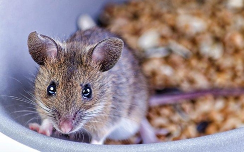 a house mouse up close in a cereal bowl
