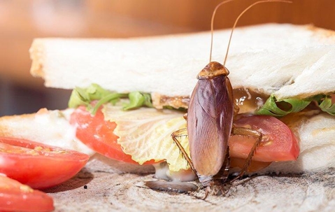 Cockroach crawling on a sandwich.